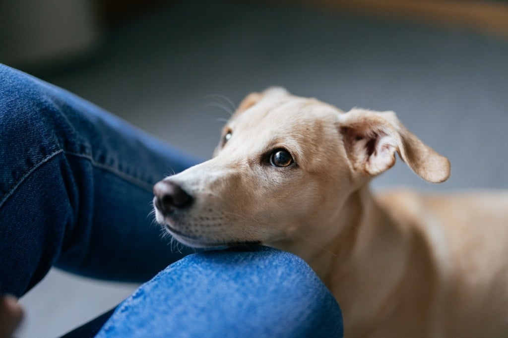 10 Things Your Dog Wishes You Knew