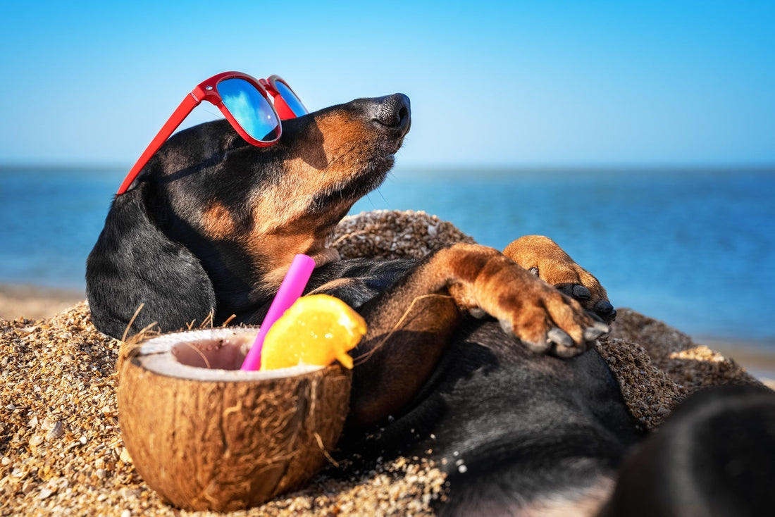 Keeping Your Dog Safe in the Summer Heat